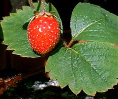 Garten - Erdbeere