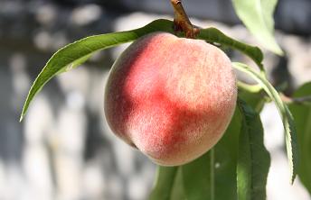Pfirsich - Frucht der Sorte Dixired