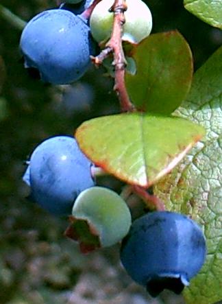 Früchte der Amerikanischen Heidelbeere